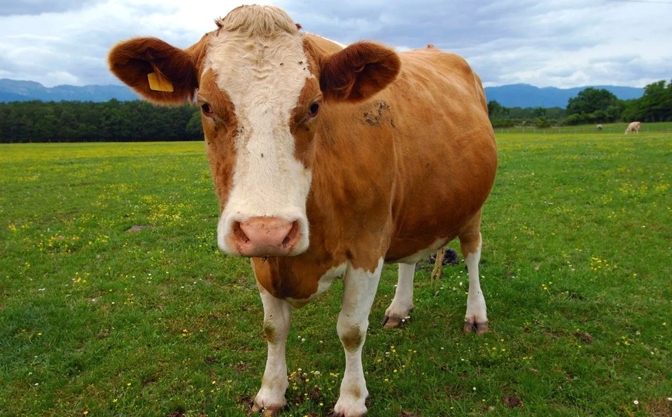 Farm Liability and Livestock Insurance